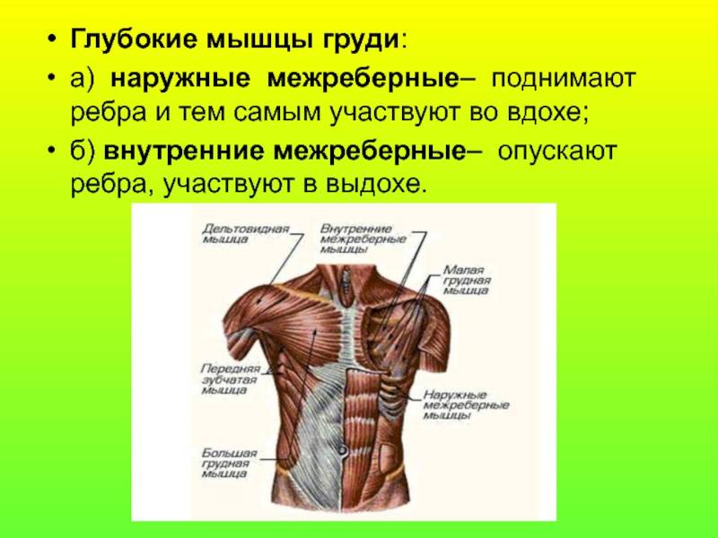 Анатомия грудных мышц и как их накачать правильными упражнениями