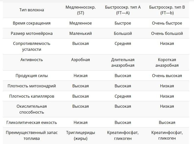 Типы мышечных волокон! какие бывают мышечные волокна