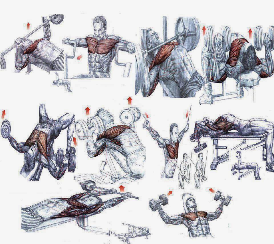 За сколько можно накачать грудные мышцы: эффективные упражнения, техника выполнения, фото - tony.ru