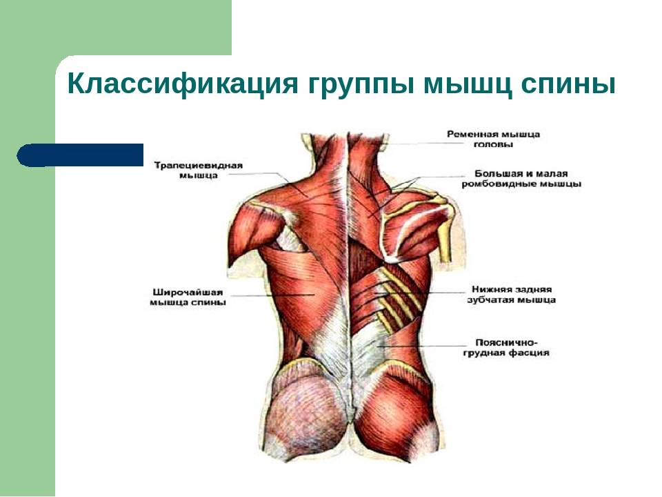 Мышцы спины анатомия тренировка