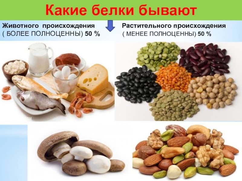 Растительные и животные белки - в чем отличия?