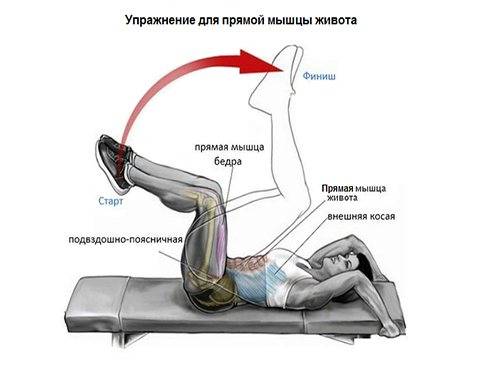 Многораздельные мышцы поясницы: анатомия, функции и упражнения