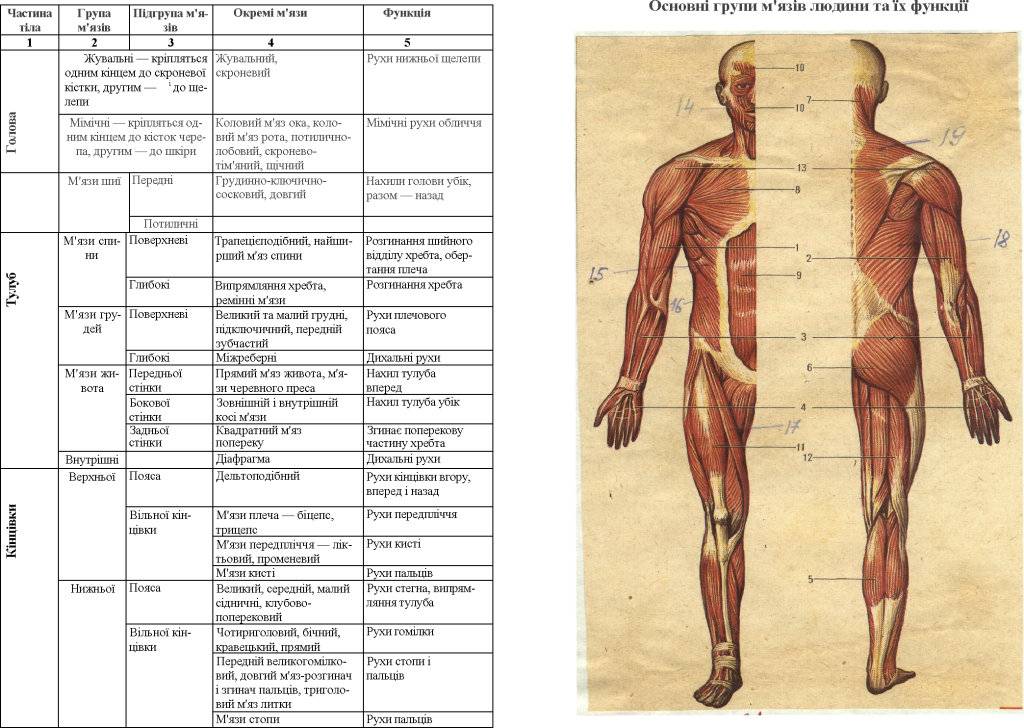 Функция каждой мышцы. Функции мышц схема. Мышечная система человека таблица. Строение мышц человека таблица. Основные группы мышц расположение мышц и функции мышц.