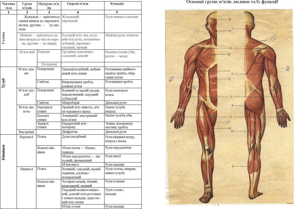 Группы мышц таблица