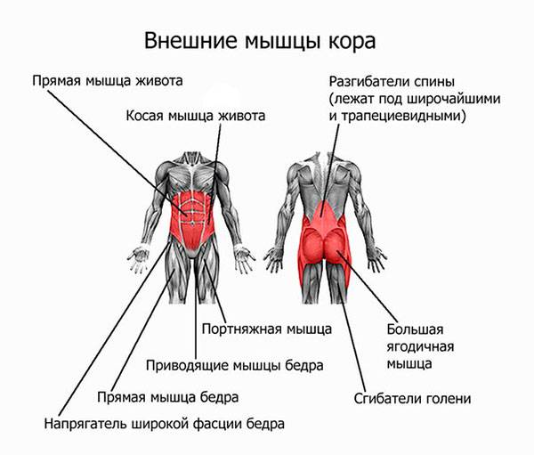 Мышцы стабилизаторы: способы укрепления позвоночника, тазобедренного и коленного суставов