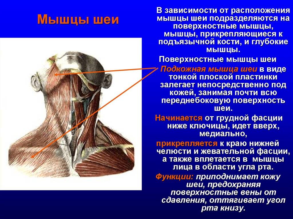 Мышцы шеи. нормальная анатомия человека: конспект лекций