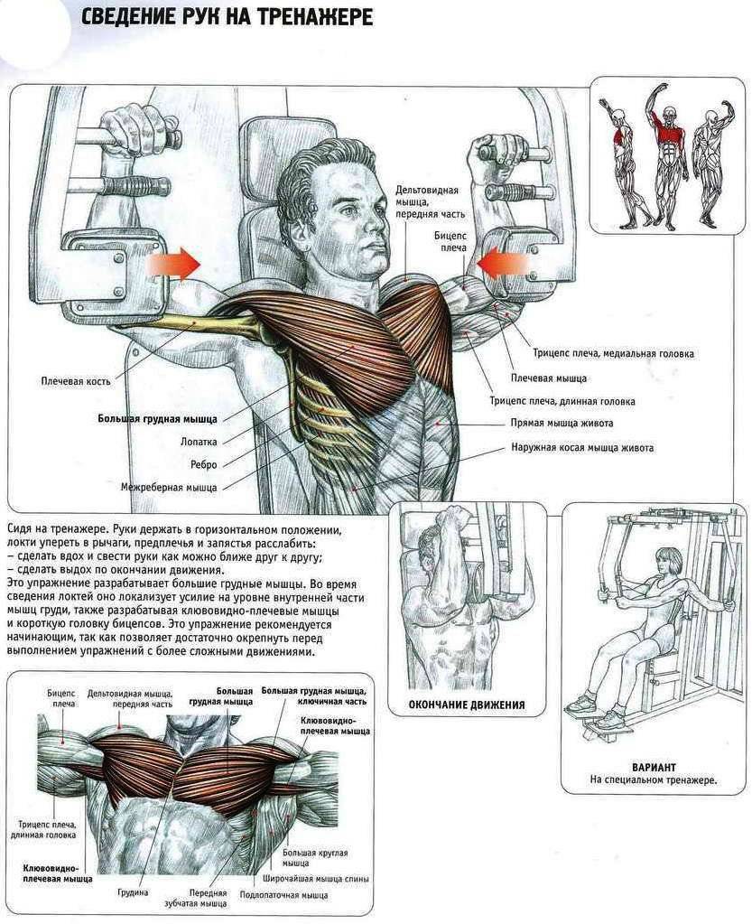 Как накачать нижнюю часть грудных мышц за несколько месяцев, не используя специального оборудования | ekrasota.com