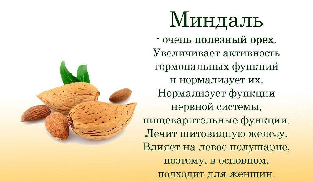 Орехи миндаля: полезные свойства и противопоказания