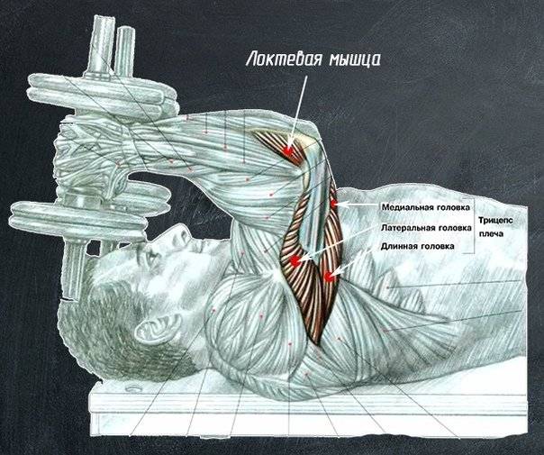 Мышцы спины: анатомическая схема и функции поверхностных, глубоких и продольных, комплекс упражнения для укрепления