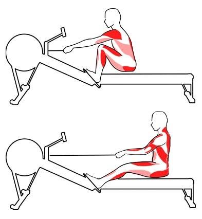 Тренажер "гребля": как правильно заниматься, какие мышцы работают