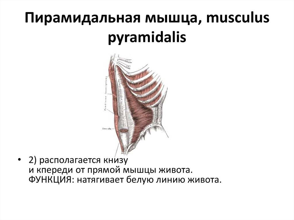 Анатомия прямой мышцы живота человека – информация: