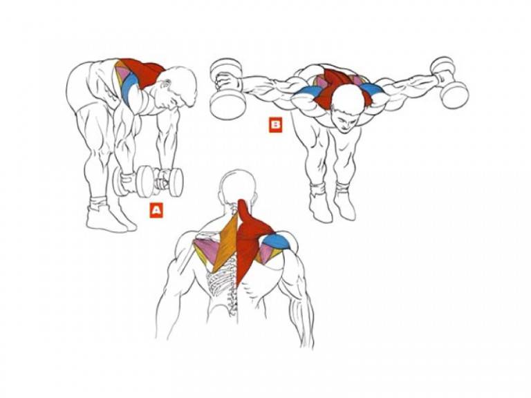 Тренировки: подробно о ширине плеч