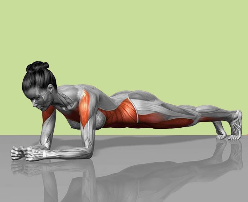 Что дает упражнение планка: зачем ее делать, есть ли эффективность, какие мышцы задействованы?