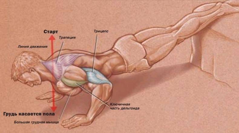 Как отжиманиями накачать нижнюю часть грудных мышц