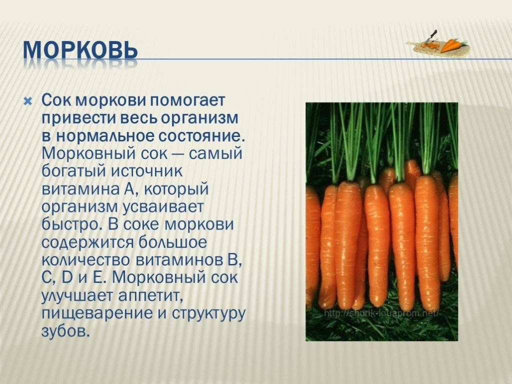 Все, что нужно знать о пользе моркови