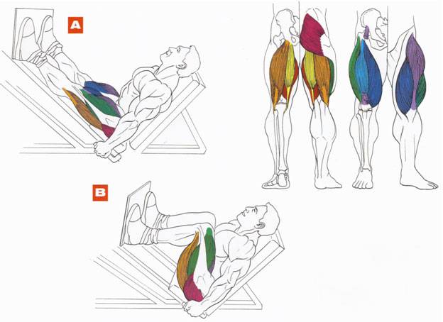 Упражнения для ног: как накачать ноги в домашних условиях мужчине