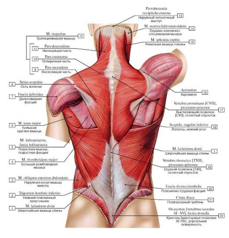 Мышцы спины анатомия картинки с названиями