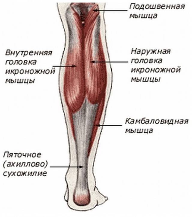 Икроножная мышца человека | анатомия икроножных мышц, строение, функции, картинки на eurolab