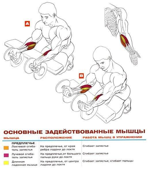 Упражнения на запястье. Упражнения для накачивания предплечий. Как качать предплечья гантелями. Упражнения для мышц предплечья для мужчин. Схема качания бицепса.