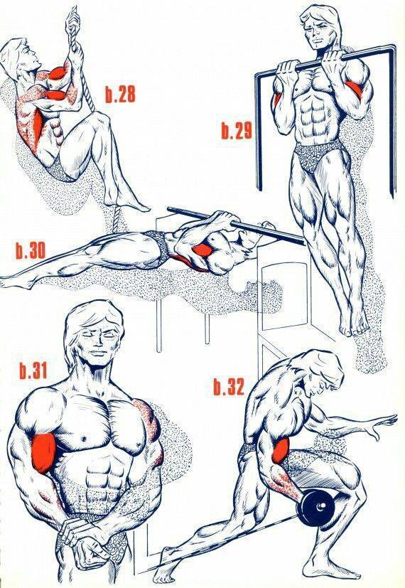 Упражнения на трицепс в тренажерном зале для мужчин