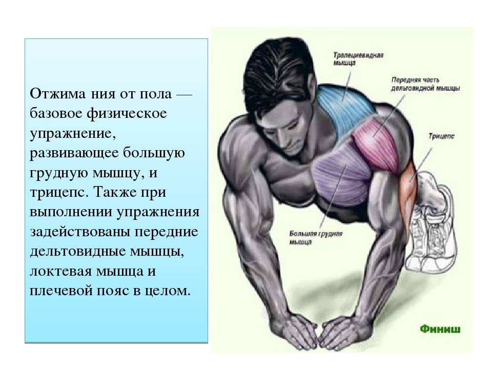 Как накачать мышцы рук?