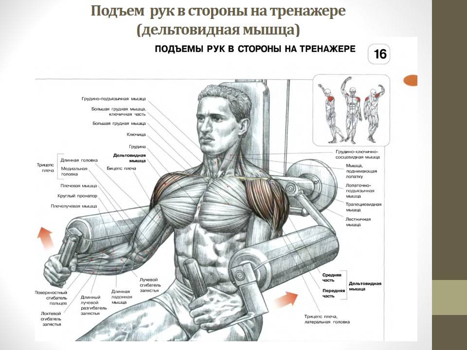 Упражнения на плечи с гантелями для мужчин и женщин