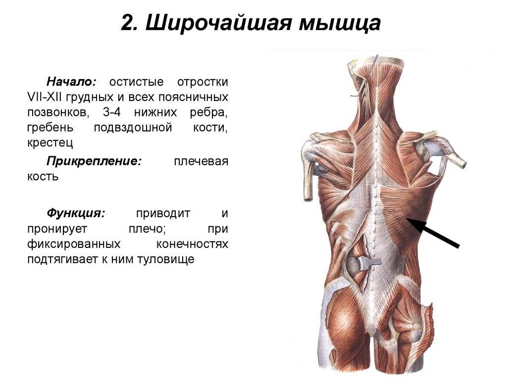Широчайшая мышца спины человека | анатомия широчайшей мышцы спины, строение, функции, картинки на eurolab