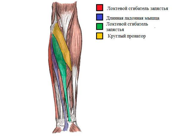 Как выучить анатомию мышцы предплечья, часть 2