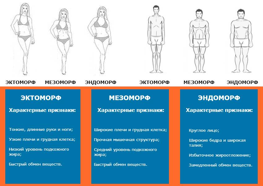 Основные типы телосложения, их признаки и характерные особенности