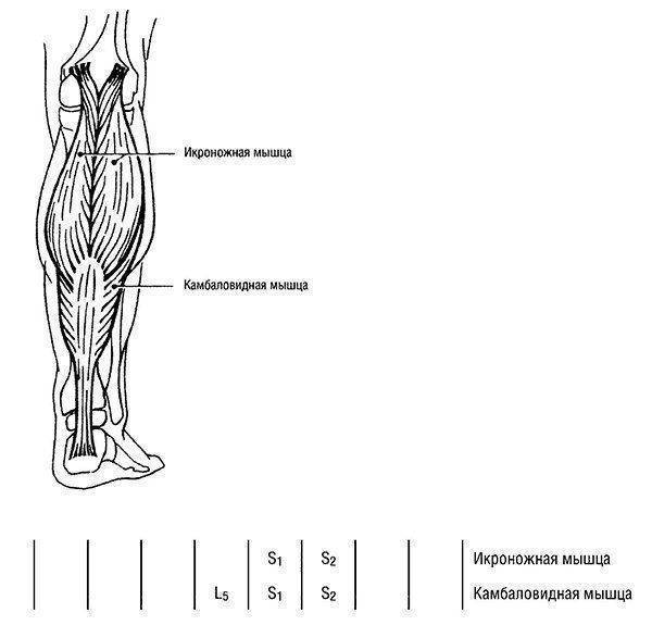 Упражнения для большеберцовой передней мышцы в домашних условиях для мужчин - kak-nakachat.pro