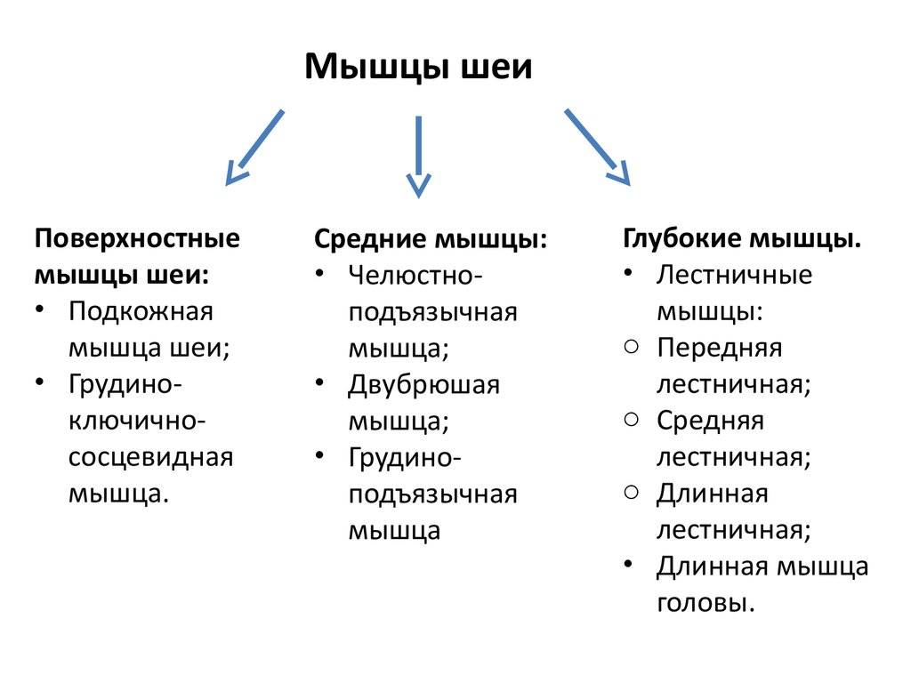 Мышцы Головы И Шеи Анатомия Картинки