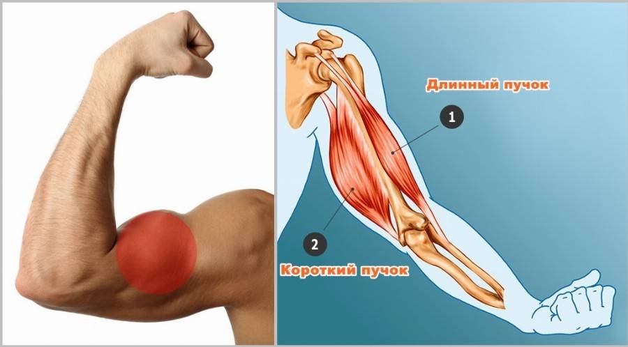 С какой силой натянута мышца бицепс