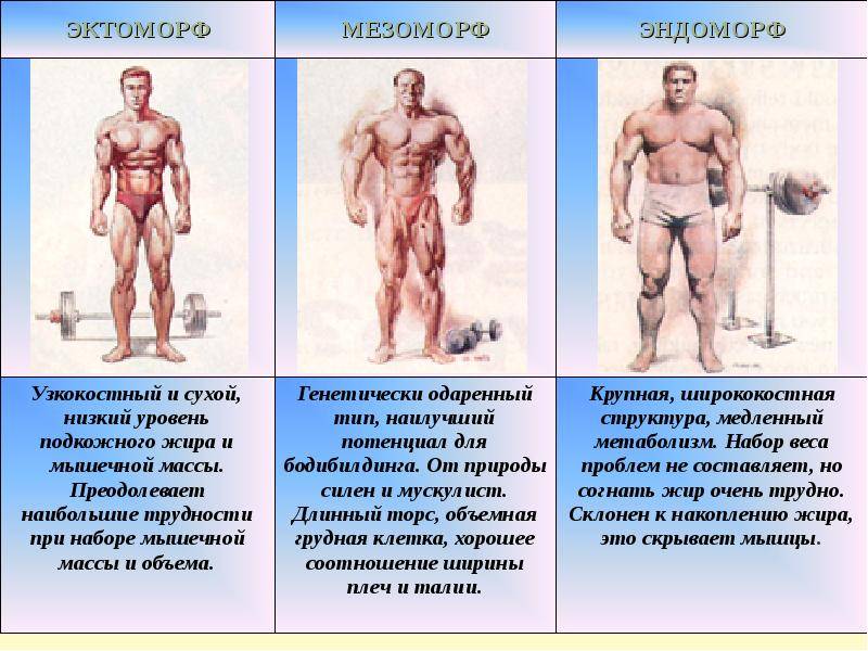 Тренировки мезоморфа: особенности фитнеса и питания