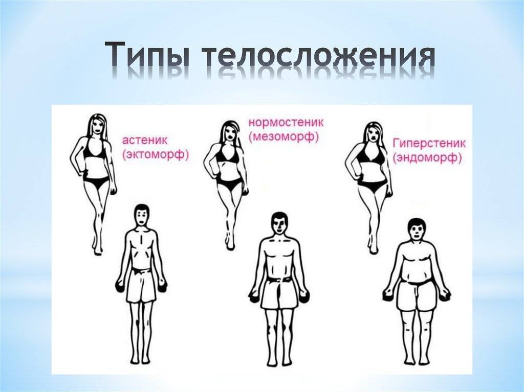 Эктоморф, мезоморф, эндоморф как определить тип телосложения, стратегии тренировок