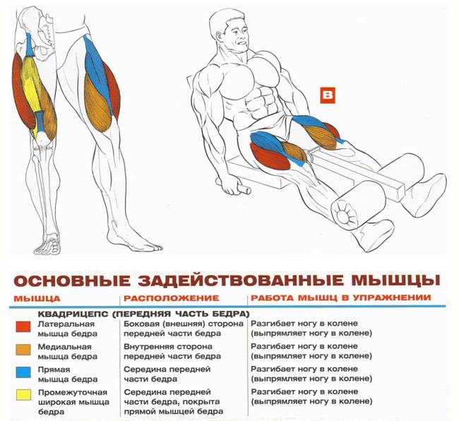 Вредные упражнения в зале: разгибания ног, жим/тяга блока из-за головы, присед в смите и другие