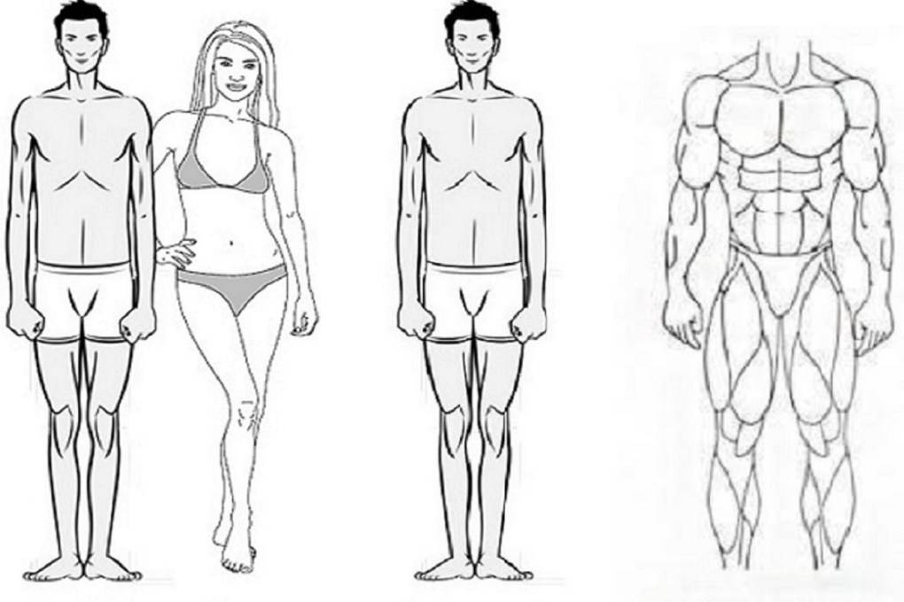 Три типа телосложения