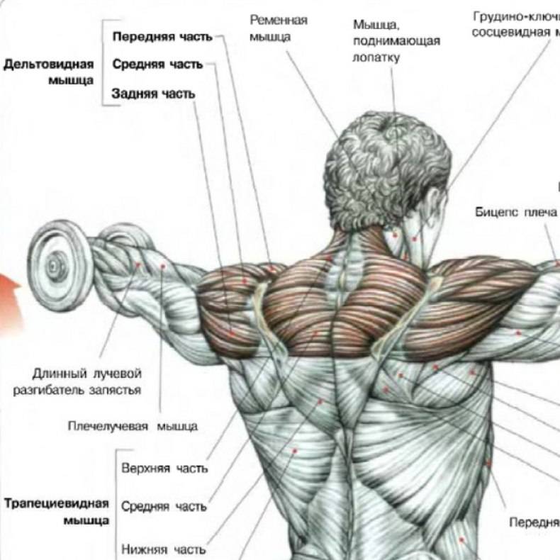 Как накачать дельтовидные мышцы. анатомия плеч