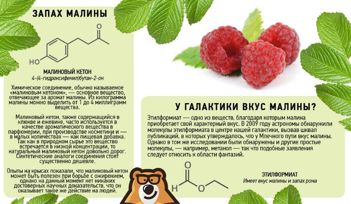 Свежая и замороженная малина калорийность на 100 грамм, вред, польза ягоды – хорошие привычки