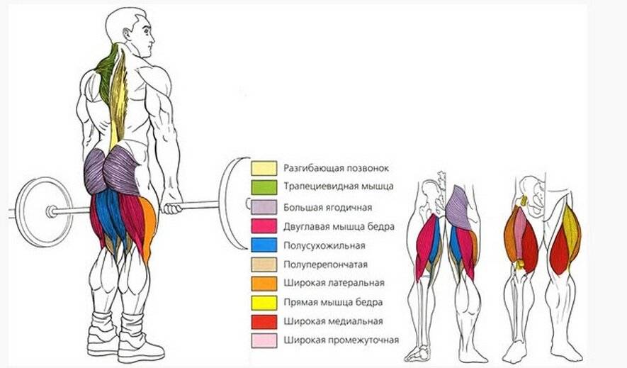 Становая тяга на прямых ногах, особенности, какие мышцы работают