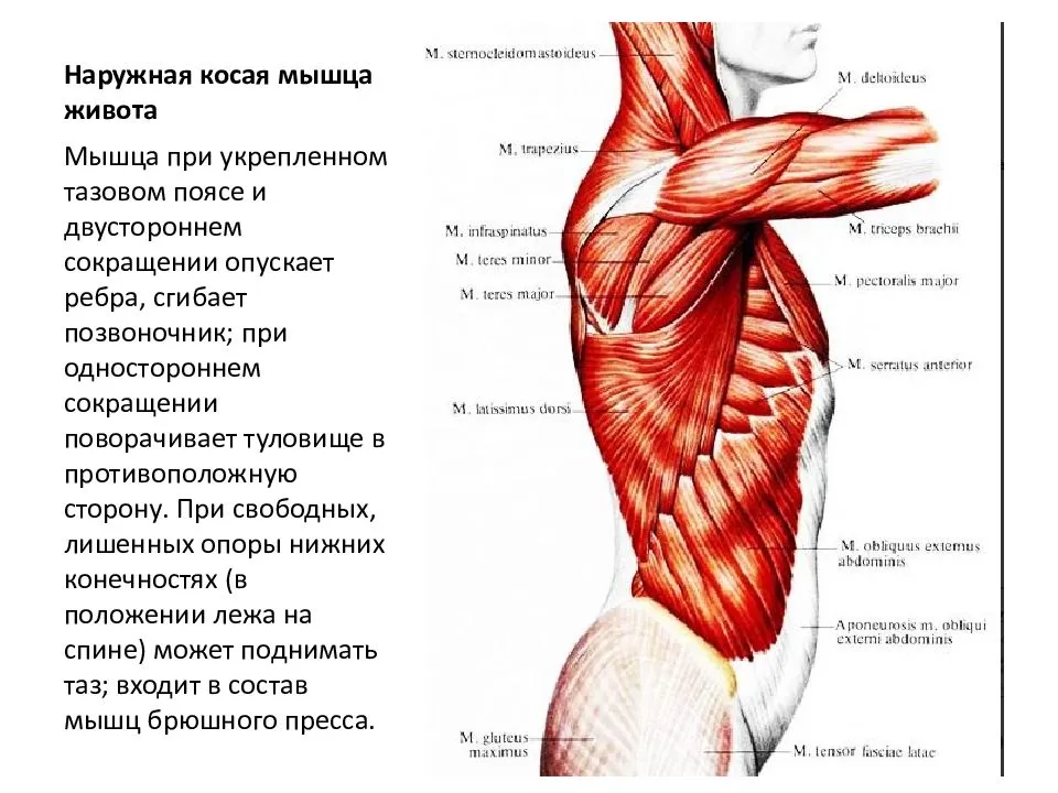 Схема мышц пресса