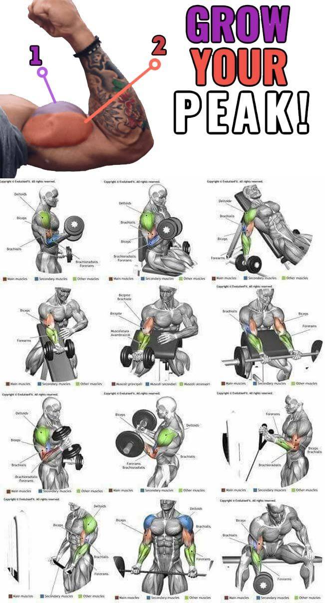 Как прокачать спину и трицепс: 20 упражнений для качественной тренировки | super.ua