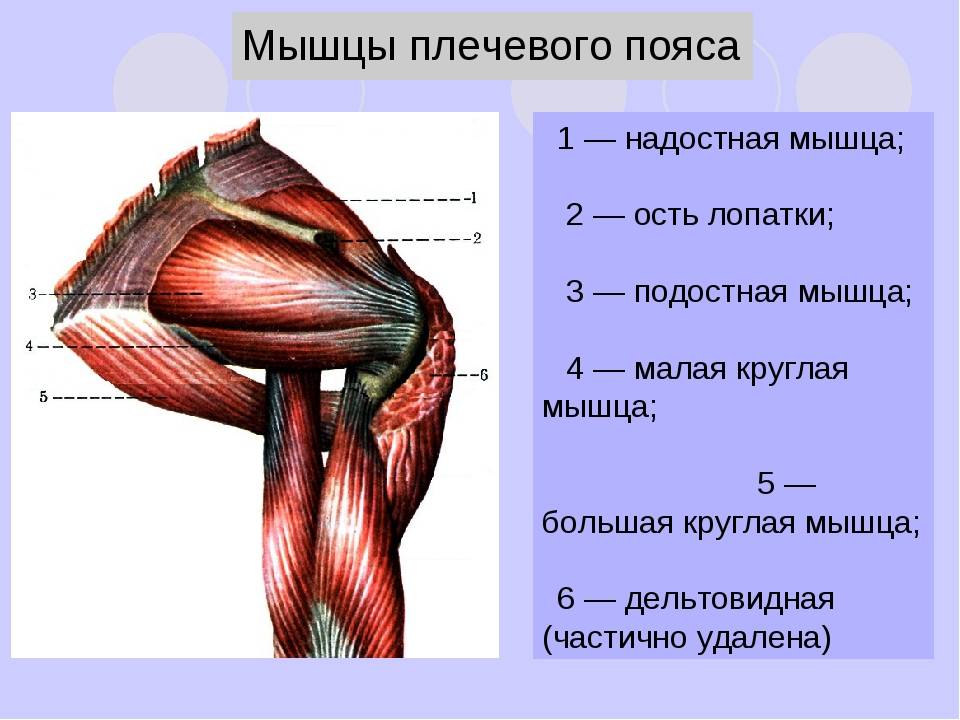 Мышцы верхней части. Надостная мышца плечевого пояса. Мышцы верхнего плечевого пояса сзади. Мышцы плечевого пояса и плеча вид спереди. Строение мышц верхнего плечевого пояса вид сзади.