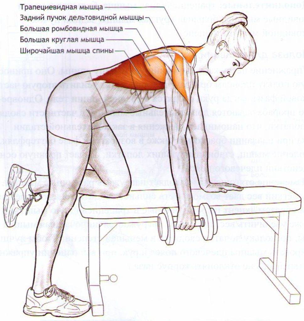 Упражнения для спины. тренировка мышц, растяжка и расслабление.