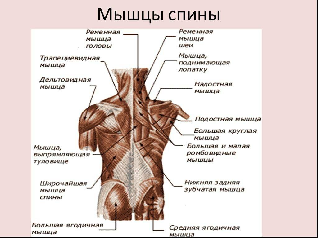 Анатомия мышц спины: строения, функции, упражнения для развития мышц спины