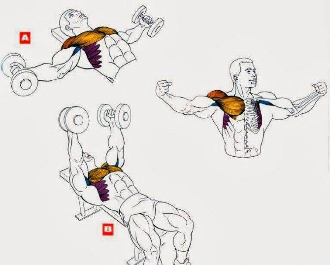 Как быстро накачать грудные мышцы дома, без тренажеров
