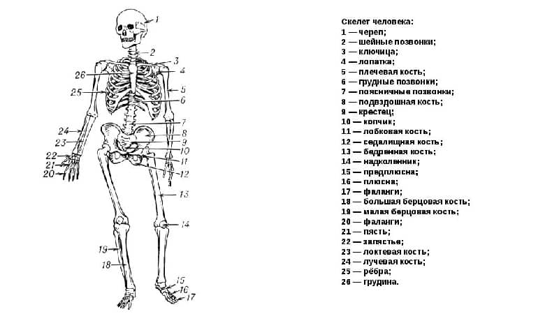 Название костей скелета человека фото с описанием