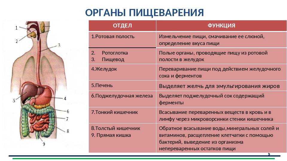 Как происходит пищеварение у человека пошагово подробно с фото