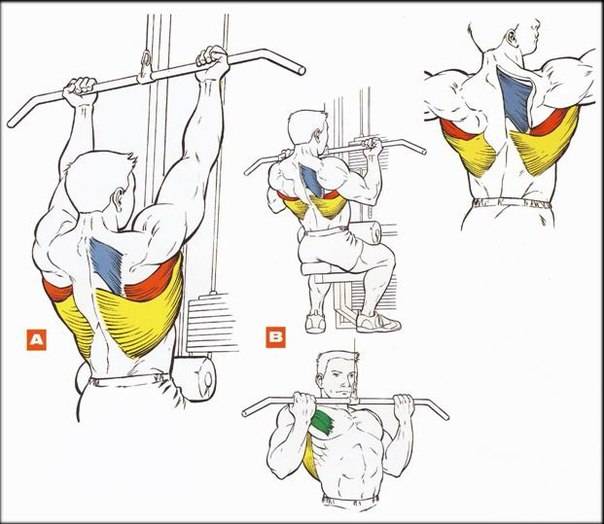 Как накачать спину в тренажерном зале? 8 эффективных упражнений йошкар-ола