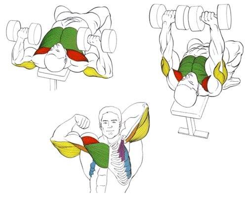 Шраги с гантелями: техника выполнения упражнения, какие мышцы работают