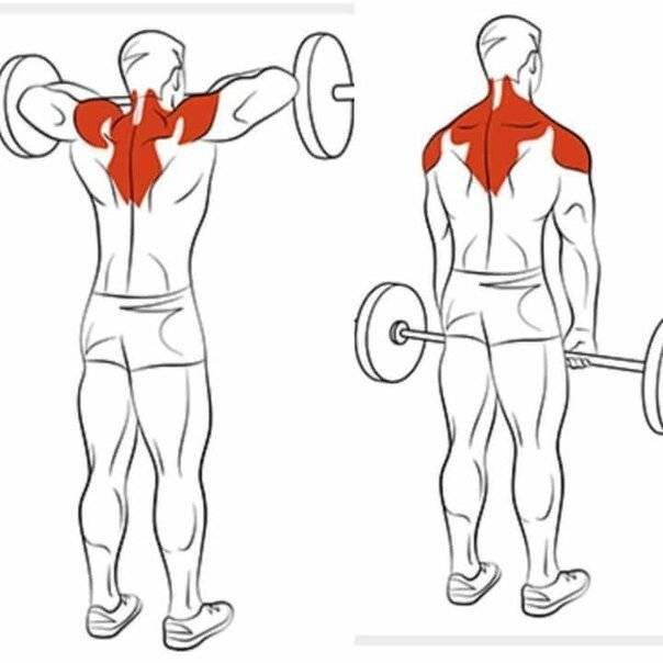 Упражнения на плечи в тренажерном зале: как накачать дельты мужчине в спортзале